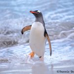 5831 Gentoo Penguin (Pygoscelis papua), Bleaker Island, Falklands