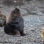 5839 South American Sea Lion (Otaria flavescens), Bleaker Island, Falklands