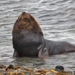 5841 South American Sea Lion (Otaria flavescens), Bleaker Island, Falklands