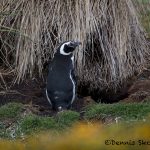 5842 Magellanic Penguin (Spheniscus-magellanicus), Bleaker Island, Falklands