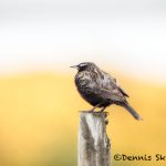 5844 Long-tailed Meadolark (Leistes loyca), Bleaker Island, Falklands