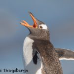 5847 Gentoo Penguin (Pygoscelis papua), Sea Lion Island-falklands