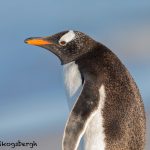 5848 Gentoo Penguin (Pygoscelis papua), Sea Lion Island, Falklands