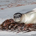 5851 Southern Elephant Seal Weaner, (Mirounga leonine), Sea Lion Island, Falklands