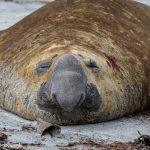 5854 Male Southern Elephant Seal (Mirounga leonina), Sea Lion Island, Falklands