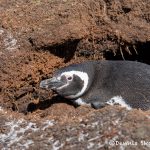5857 Magellanic Penguin (Spheniscus magellanicus), Sea Lion Island, Falklands