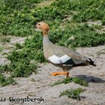 5858 Ruddy-headed Goose Injured in Territorial Fight, Sea Lion Island, Falklands