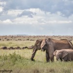 5859 African Elephants, Serengeti, Tanzania