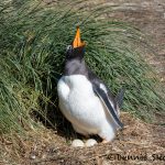5861 Gentoo Penguin Nesting (Pygoscelis papua), Sea Lion Island, Falklands