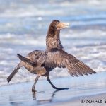 5874 Southern Giant Petrel (Macronectes giganteus), Sea Lion Island, Falklands