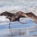 5875 Southern Giant Petrel, (Macronectes giganteus), Sea Lion Island, Falklands