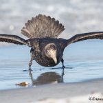 5883 Southern Giant Petrel (Macronectes ganteus), Sea Lion Island, Falklands