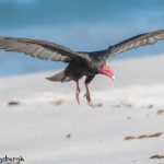 5888 Turkey Vulture (Cathartes aura), Sea Lion Island, Falklands