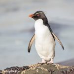 5897 Rockhopper Penguin [Eudyptes (chrysocome) filholi, Saunders Island, Falklands