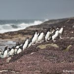 5898 Rockhopper Penguins [Eudyptes (chrysocome) filholi], Saunders Island, Falklands
