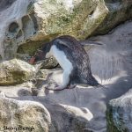 5899 Rockhopper Penguin [Eudyptes (chrysocome) filholi] Hopping Rocks, Saunders Island, Falklands
