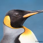 5902 King Penguin (Aptenodytes patagonicus), Volunteer Point, Falkland Islands