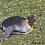 5906 King Penguin (Aptenodytes patagonicus), Volunteer Point, Falkland Islands