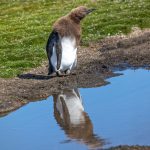5908 Immature King Penguin (Aptenodytes patagonicus), Volunteer Point, Falkland Islands