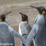 5910 King Penguins (Aptenodytes patagonicus), Volunteer Point, Falkland Islands