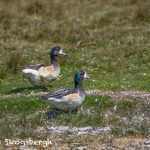 5911 Chiloe Wigeon Pair (Mareca sibilatrix), Volunteer Point, Faulklands