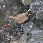 5916 Cobb's Wren (Troglodytes cobbi), Sea Lion Island, Falklands