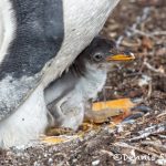 5920 Gentoo Penguin Chick, Sea Lion Island, Falklands