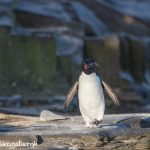 5922 Rockhopper Penguin [Eudyptes (chrysocome) filholi], Sea Lion Island, Falklands