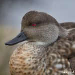 5923 Crested Duck (Lophonetta specularioides), Sea Lion Island, Falklands