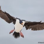 5926 Fakland Imperial Shag (Cormorant) Phalacrocorax atriceps), Sea Lion Island, Falklands