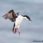 5927 Falkland Imperial Shag (Cormorant) (Phalacrocorax atriceps), Sea Lion Island, Falklands