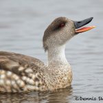 5928 Crested Duck (Lophonetta specularioides), Sea Lion Island, Falklands