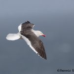 5931 Dolphin Gull (Leucophaeus scoresbii), Sea Lion Island, Falklands