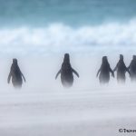 5935 Blowing Sand, Magellanic Penguins Walk To The Ocean, Saunders Island, Falklands