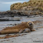 5936 Southern Elephant Seal Pair (Mirounga leonine), Sea Lion Island, Falklands