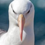 5940 Black-browed Albatross (Thalassarche melanophris), Saunders Island, Falklands