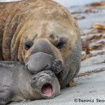 5942 Southern Elephant Seal Pair (Mirounga leonine), Sea Lion Island, Falklands
