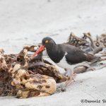 5946 Magellanic Oystercatcher (Haematopus leucopodus), Sea Lion Island, Falklands