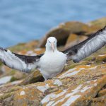 5952 Black-browed Albatross (Thalassarche melanophris), Saunders Island, Falklands