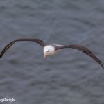 5954 Black-browed Albatross (Thalassarche melanophris), Saunders Island, Falklands