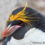 5955 Macaroni Penguin (Eudyptes chrysolophus), Saunders Island, Falklands