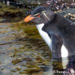 5956 Rockhopper Penguin [Eudyptes (chrysocome) filholi], Saunders Island, Falklands
