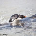 5960 Rockhopper Penguin [Eudyptes (chrysocome) filholi], Saunders Island, Falklands