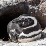 5961 Magellanic Penguin (Spheniscus magellanicus), Sea Lion Island, Falklands