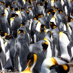 5964 King Penguin Community, Volunteer Point, Falkland Islands