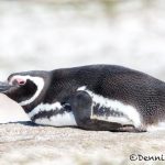 5968 Magellanic Penguin (Spheniscus magellanicus), Volunteer Point, Falklands