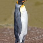 5971 King Penguin (Aptenodytes patagonicus), Volunteer Point, Falkland Islands