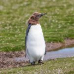 5973 Immature King Penguin (Aptenodytes patagonicus), Volunteer Point, Falkland Islands