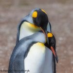 5974 Mating Ritual, King Penguin (Aptenodytes patagonicus), Volunteer, Point, Falkland Islands