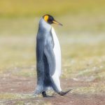 5975 King Penguin (Aptenodytes patagonicus), Volunteer Point, Falkland Islands